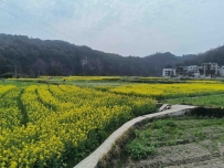 红军桥的油菜花田！